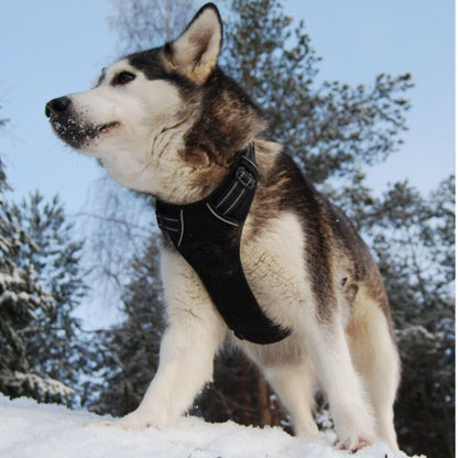 Anti-escape dog harness & leash | dogs. (2)