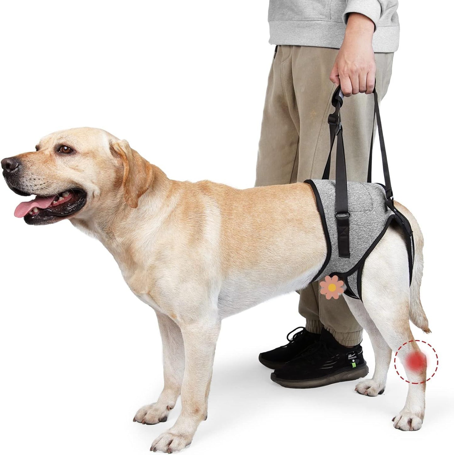 Dog Lift Harness for Medium Large Dogs | Padded