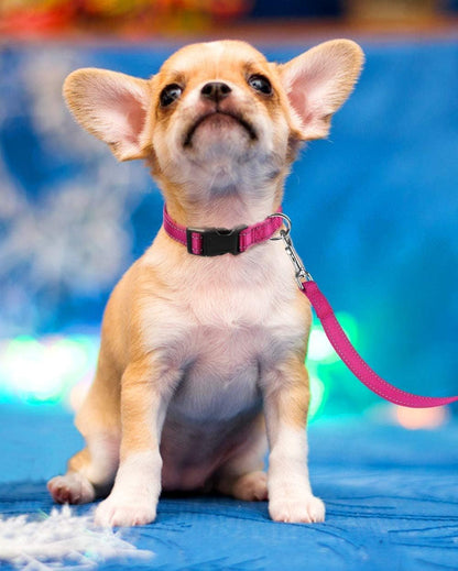 Pink Reflective Dog Safety Collar | Size S
