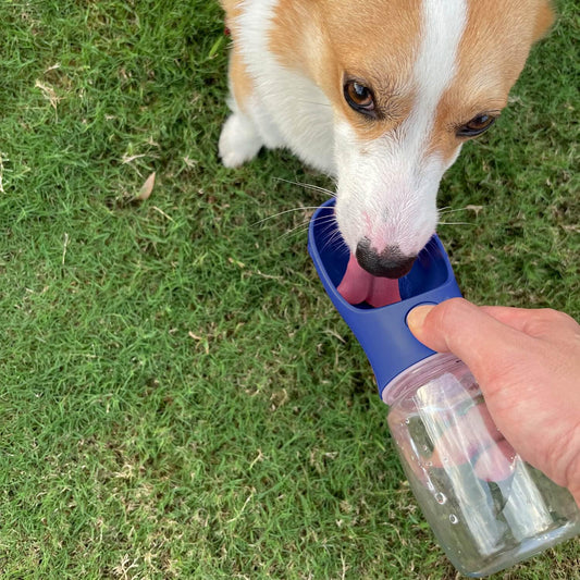 Portable Dog Water Bottle | 12oz Leak-Proof