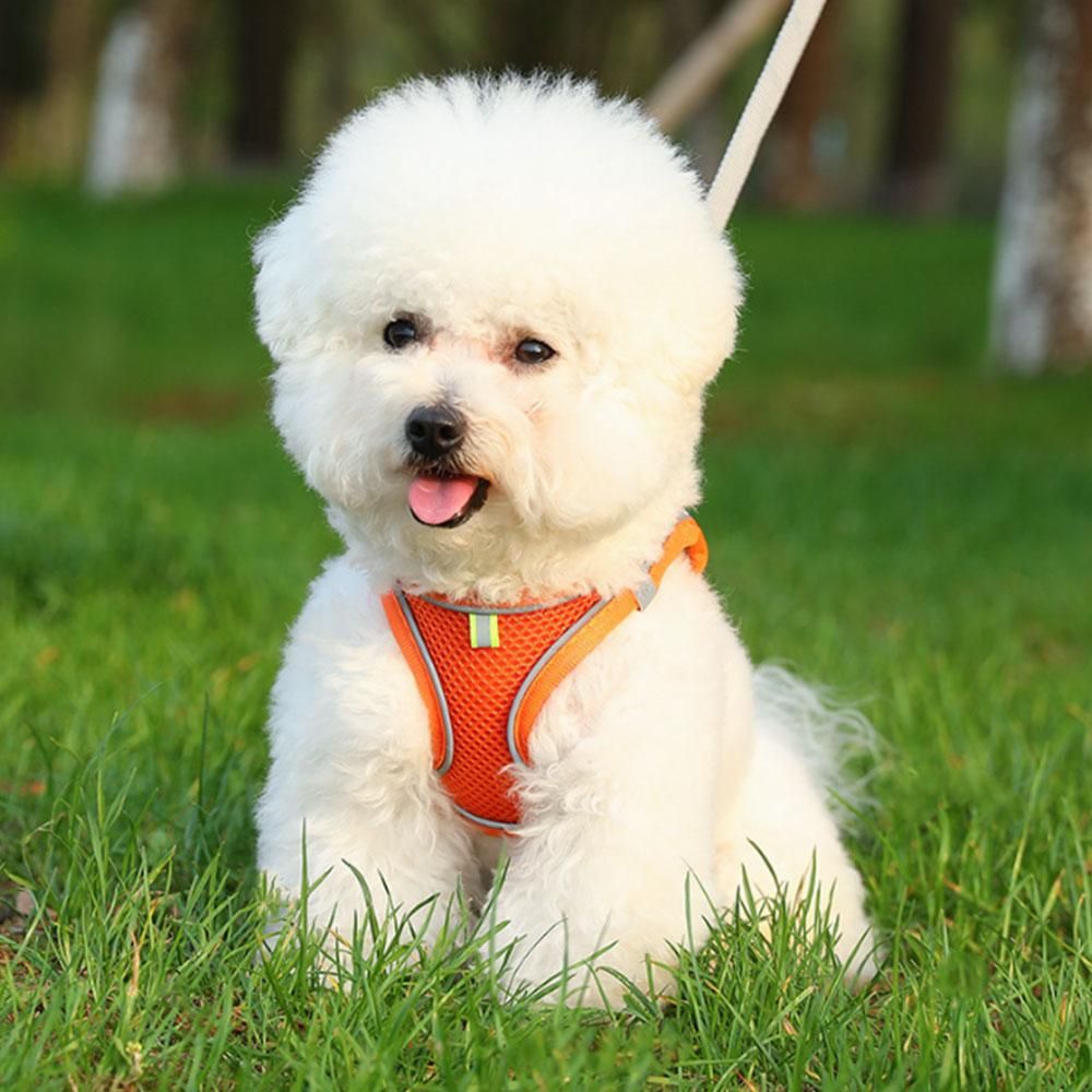 Cat Harness and Leash Set | Breathable Reflective Vest | Large