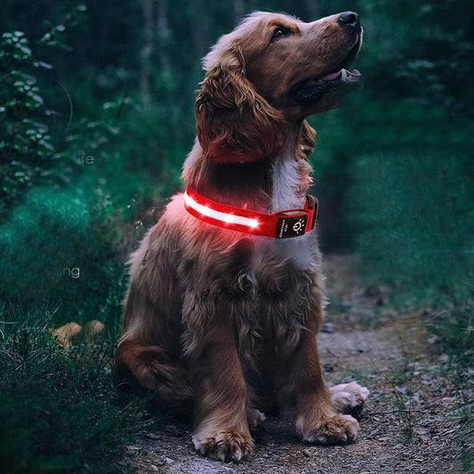 Luminous LED Pet Dog Collar Light-up USB Rechargeable Dog Collar Red (3)