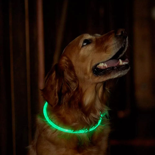 Light-Up Pet Dog Collars USB Rechargeable Pet Collar Adjustable Size