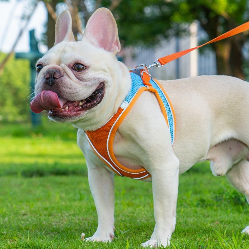 Breathable Reflective Pet Harness Set: Vest-Style Dog Harness + Leash | Blue-S (3)
